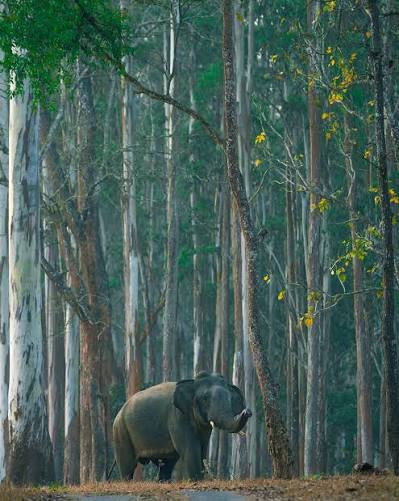 Indian elephant walking through dense green forest in Wayanad Wildlife Sanctuary.