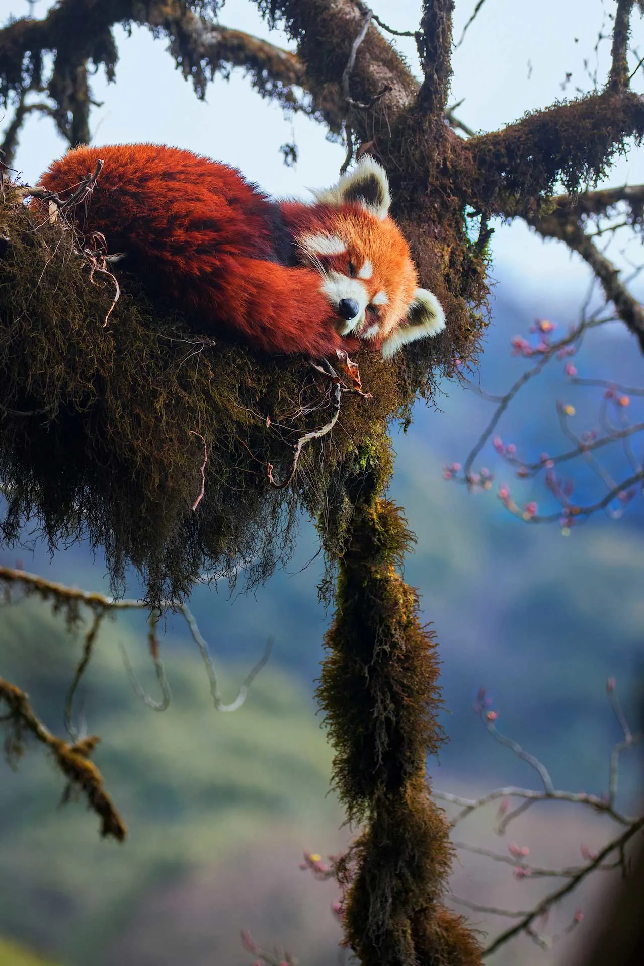 Red panda resting on a tree branch in a dense Himalayan forest in Sikkim.